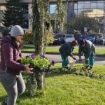 Am început plantarea