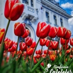 Simfonia Lalelelor, mai mult ca niciodată: zece zile de festival, în 2026!