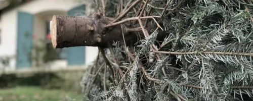 Campanie de colectare a brazilor de Crăciun, în Pitești!