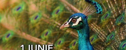Intrare gratuită la Grădina Zoologică din Pitești, de 1 iunie!