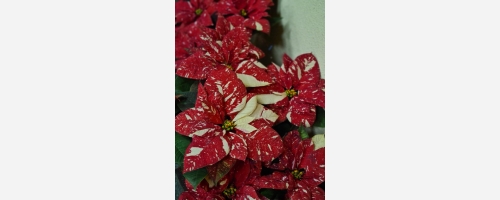 Povești de viață care inspiră o comunitate întreagă: 93 de cupluri premiate, la Pitești