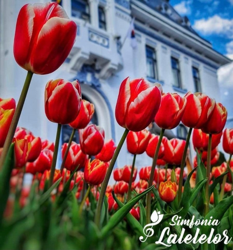 Simfonia Lalelelor, mai mult ca niciodată: zece zile de festival, în 2026!